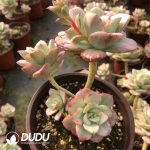 Echeveria Nicksana Variegated Clustering