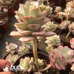 Echeveria Nicksana Variegated Clustering - Image 2