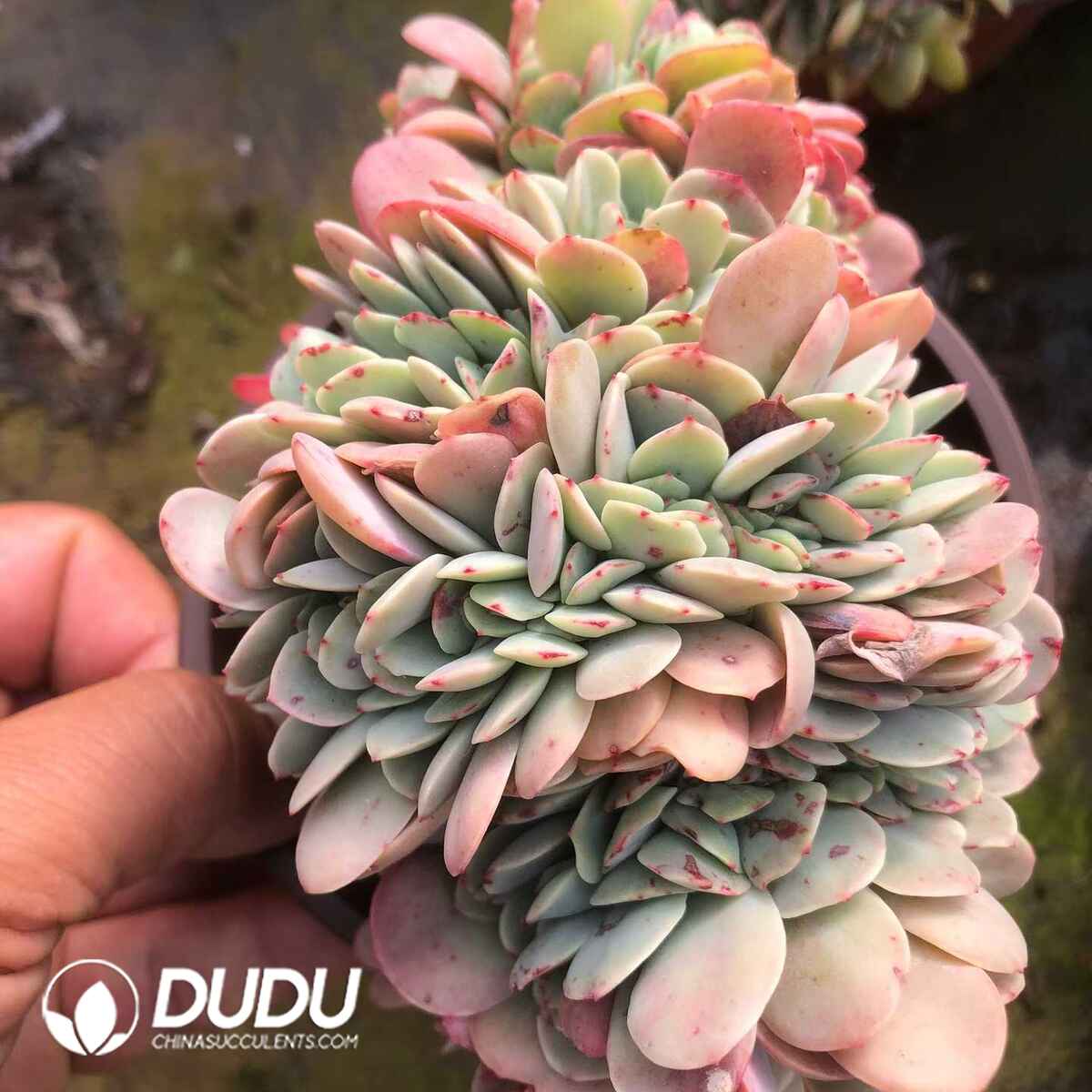 07848D120201.jpg Echeveria Ice City Cristata - Image 1