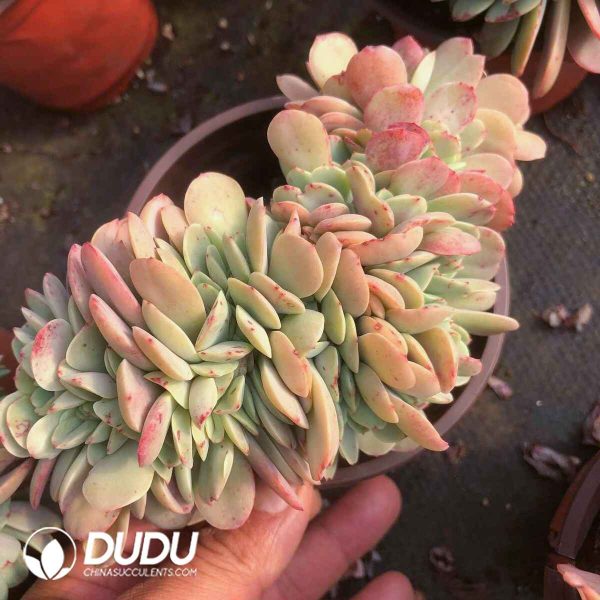 Echeveria Ice City Cristata - Image 2