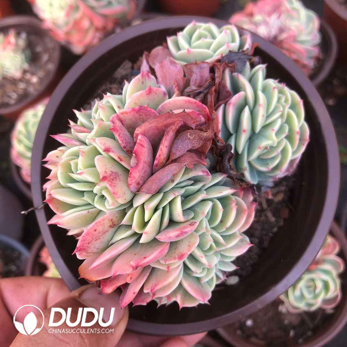 07849D120201.jpg Echeveria Esmeralda Clustering - Image 1