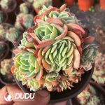 Echeveria Esmeralda Clustering - Image 2