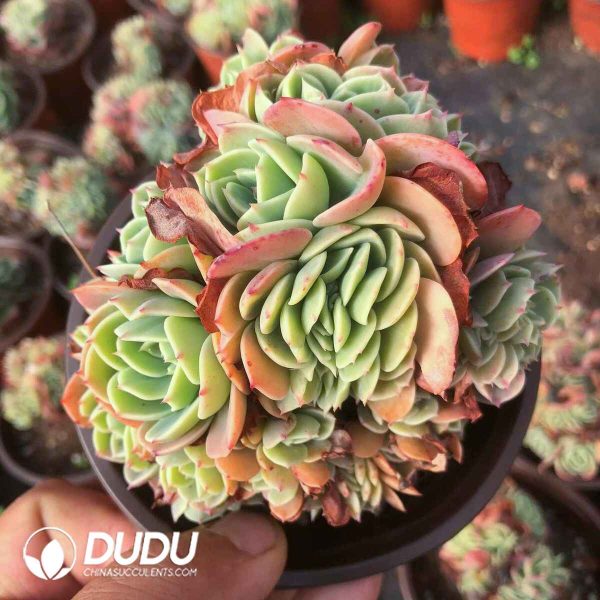 Echeveria Esmeralda Clustering - Image 2