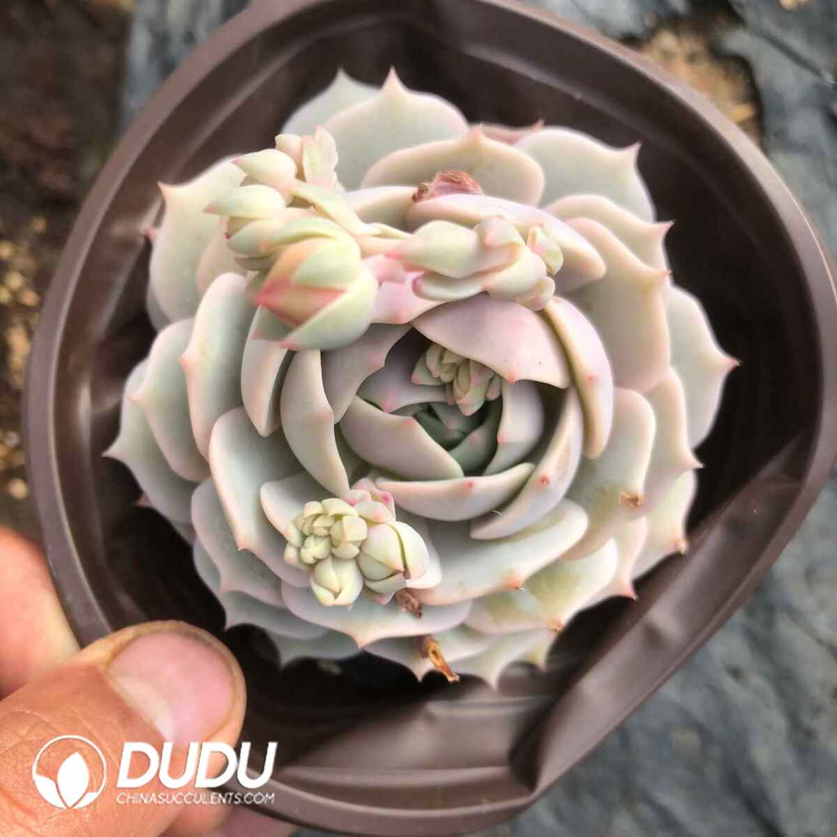 07850D120201.jpg Echeveria Lola (Single/Double Heads Random) - Image 1