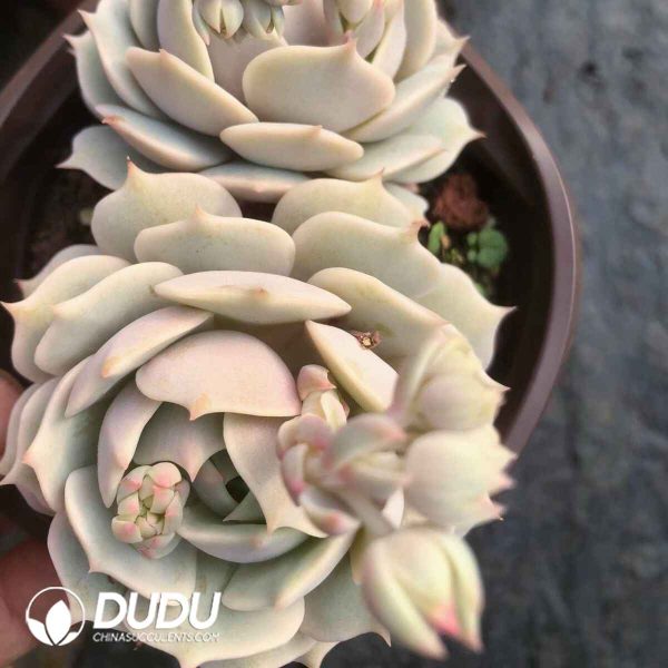 Echeveria Lola (Single/Double Heads Random) - Image 2