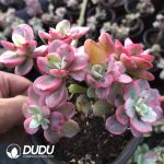 Echeveria Red Plum Variegated Clustering