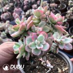 Echeveria Red Plum Variegated Clustering - Image 2