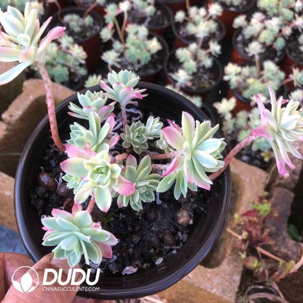 Sedum palmeri f. Variegated - Image 2