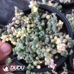 Senecio Rowleyanus Marginal Variegation