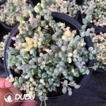 Senecio Rowleyanus Marginal Variegation - Image 2