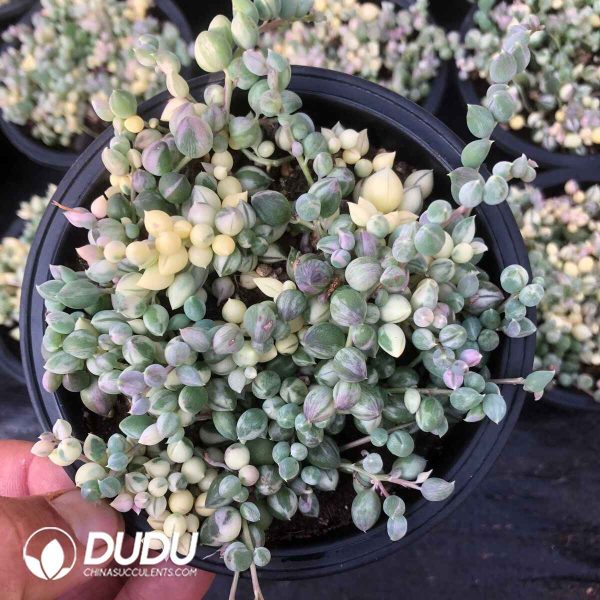 Senecio Rowleyanus Marginal Variegation - Image 2