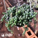 Senecio Rowleyanus - Image 2