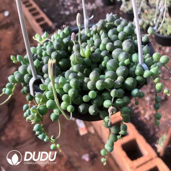 Senecio Rowleyanus - Image 2