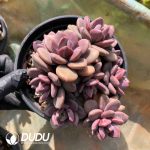 Echeveria Small Leaves Truffle Clustering