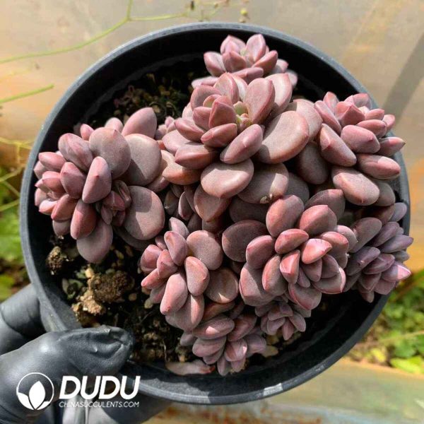 Echeveria Small Leaves Truffle Clustering - Image 2