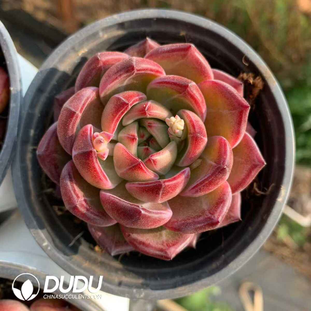 07856D90201.jpg Echeveria Dare Devil - Image 1