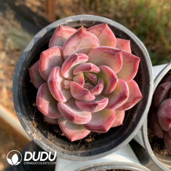 Echeveria Dare Devil - Image 2