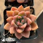 Echeveria Brown Sugar