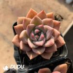 Echeveria Brown Sugar - Image 2