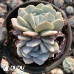 Echeveria Exotic Clustering