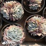 Echeveria Exotic Clustering - Image 2