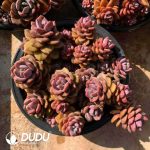 Echeveria Truffle Clustering