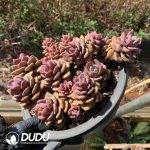 Echeveria Truffle Clustering - Image 2