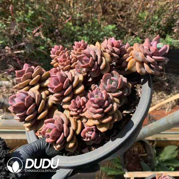 Echeveria Truffle Clustering - Image 2