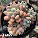 Pachyphytum Xiangyu Clustering
