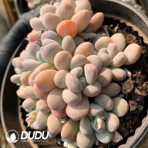 Pachyphytum Xiangyu Clustering - Image 2