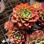 Echeveria Queen - Image 2