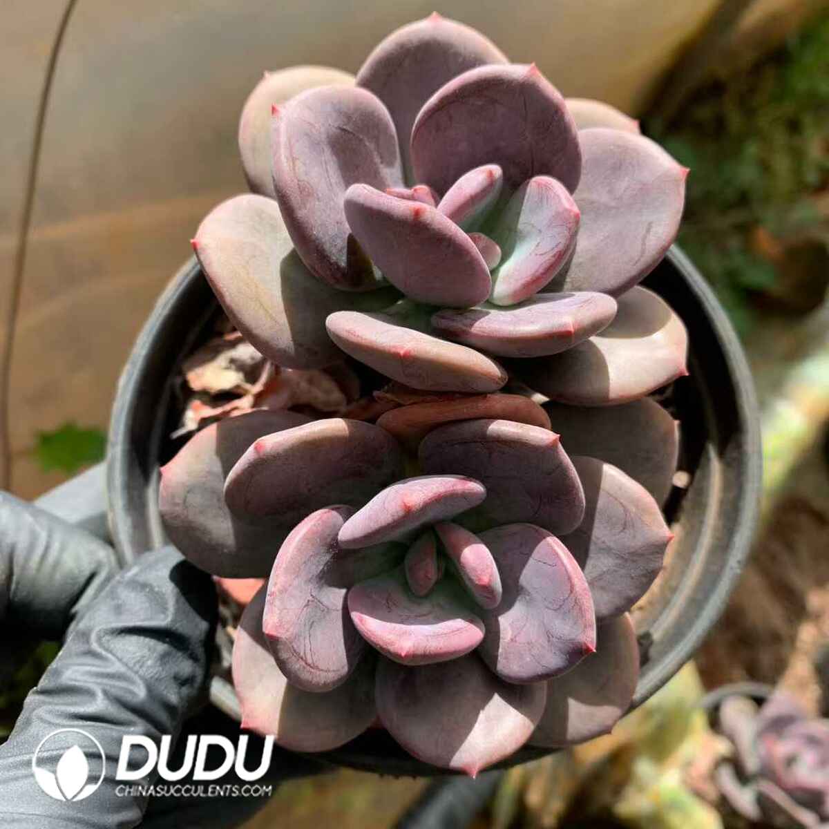 07862D120201.jpg Echeveria Truffle (Random Single or Double Heads) - Image 1