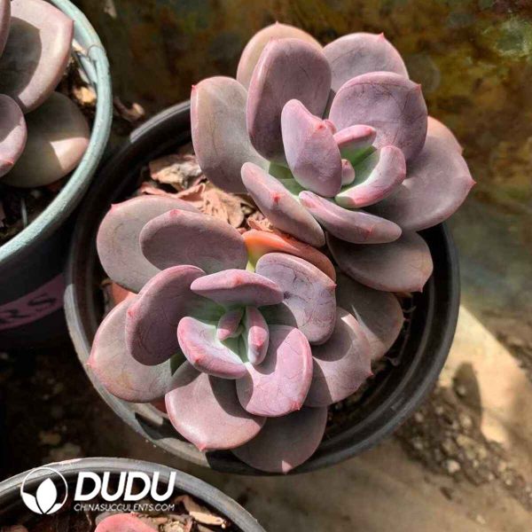 Echeveria Truffle (Random Single or Double Heads) - Image 2