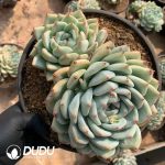 Echeveria Agavoides Wax Clustering