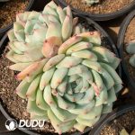 Echeveria Agavoides Wax Clustering - Image 2