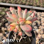 Cotyledon Orbiculata. Variegated