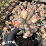 Cotyledon Orbiculata. Variegated - Image 2