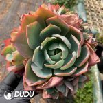 Echeveria White Rose