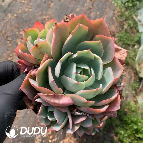 Echeveria White Rose - Image 2