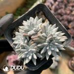 Dudleya Gnoma Clustering