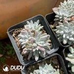 Dudleya Gnoma Clustering - Image 2