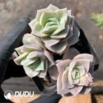 Echeveria Lovely Rose Clustering