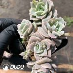 Echeveria Lovely Rose Clustering - Image 2