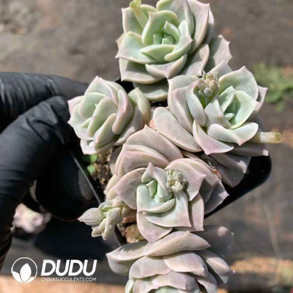 Echeveria Lovely Rose Clustering - Image 2