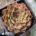 Echeveria Love Letter