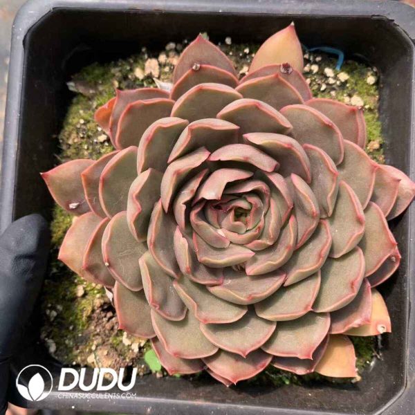 Echeveria Love Letter - Image 2