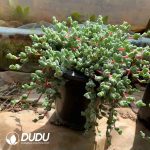 Echinus maximiliani - Image 2