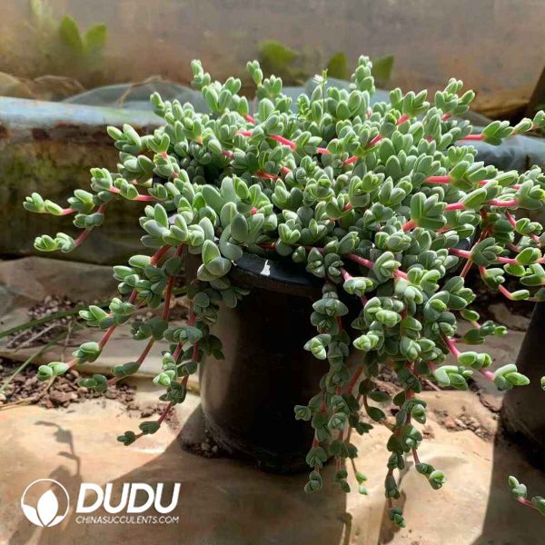 Echinus maximiliani - Image 2