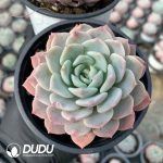 Echeveria Begonia - Image 2