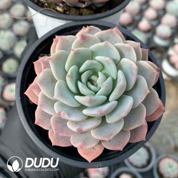 Echeveria Begonia - Image 2